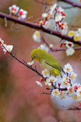 メジロ  　IMG-250219