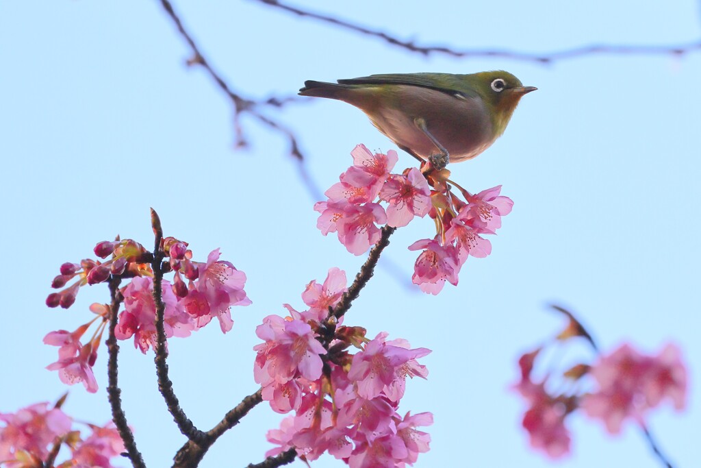 メジロと河津桜 2   　IMG-0205