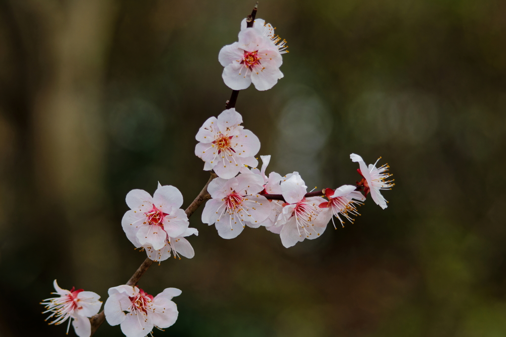 梅　　IMG-240310