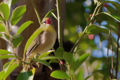 メジロ　　IMG-251224