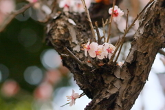 歳を重ねて　IMG_0204