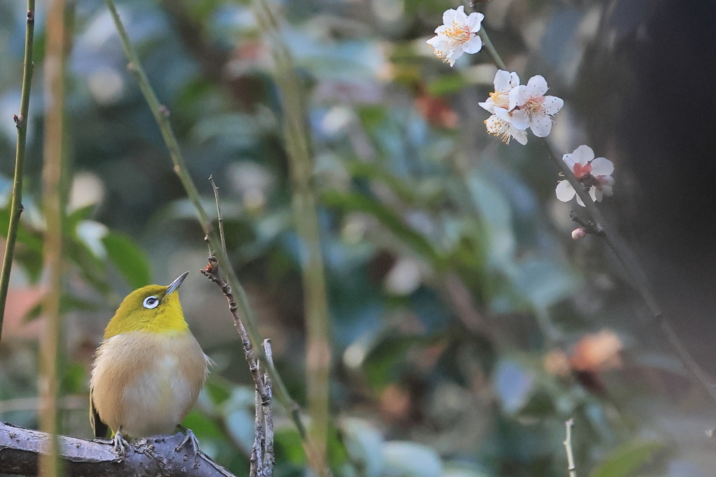 春の景色⑨　IMG-0307