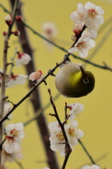 メジロと白梅　IMG_6