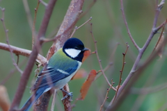 シジュウカラ　　IMG-251228