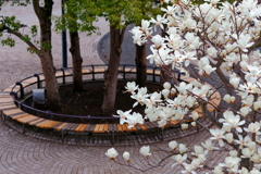 モクレン  　IMG-250502