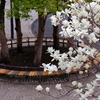 モクレン  　IMG-250502