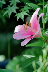 百合　　IMG-250711