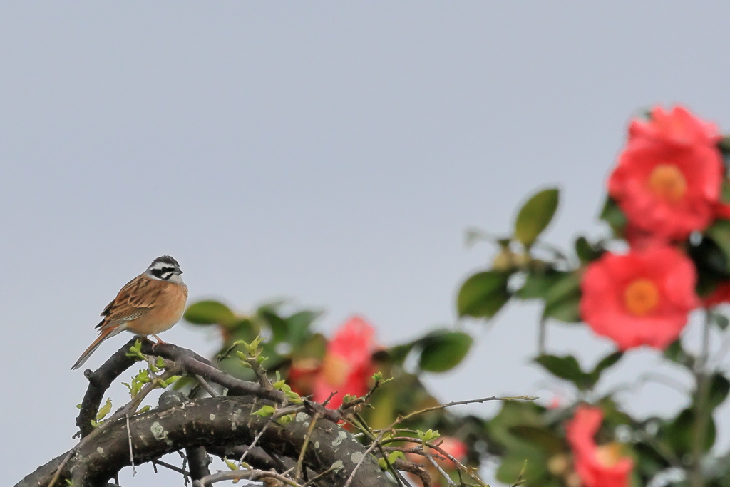 ホウジロ    　IMG-0403