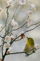 早春の香　  　IMG-260211