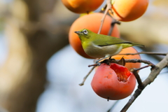 メジロ    　IMG-251101