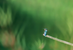 カワセミ　　IMG-251017