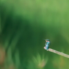 カワセミ　　IMG-251017