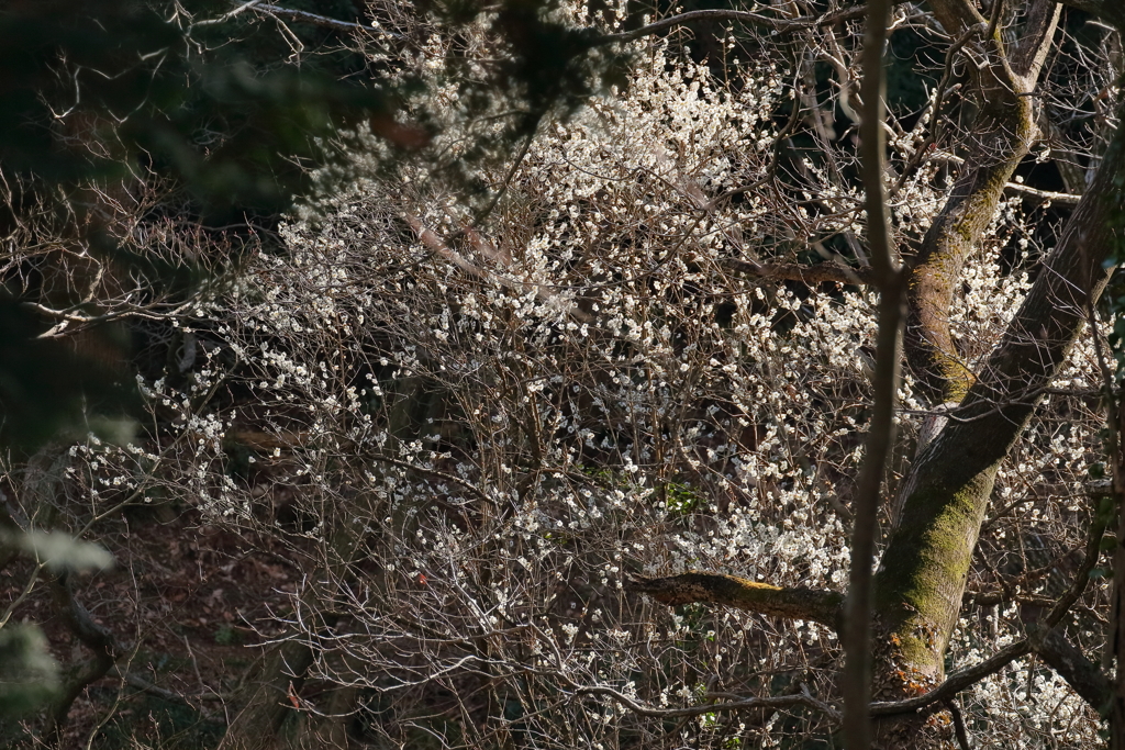里山の今　IMG-0308-2