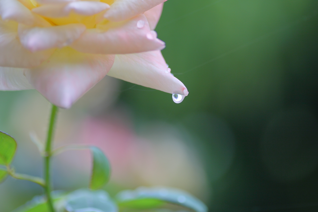 この雨がやめば　　IMG_0814