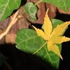 冬紅葉　IMG-1225