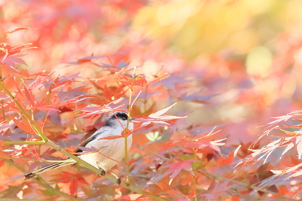 紅籠　IMG-1228