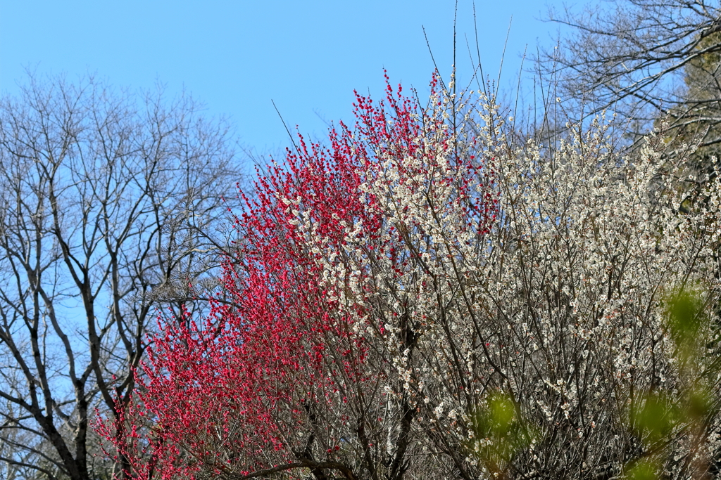 里山の今　IMG-0308-1