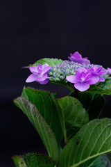 アジサイ　　IMG-250622