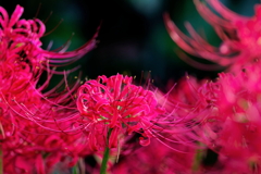 彼岸花   　IMG-251017