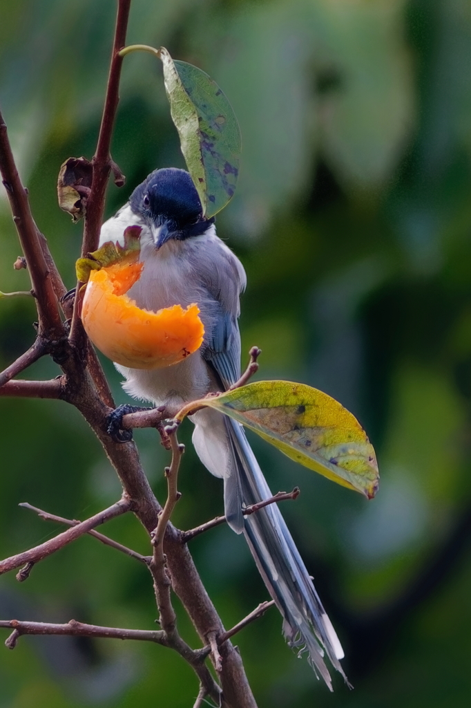 オナガ  　IMG-251219