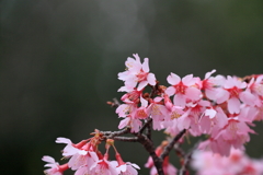 オカメ桜　IMG_0328