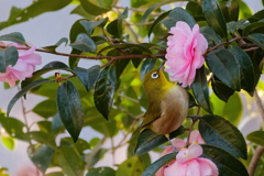 メジロと山茶花　　IMG-240104