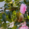 メジロと山茶花　　IMG-240104