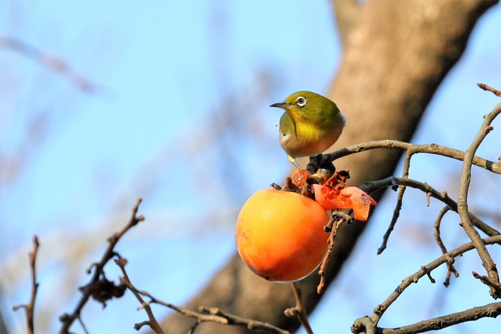 秋のグルメ　IMG_1026