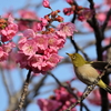 メジロと緋桜⑥　　IMG-0325