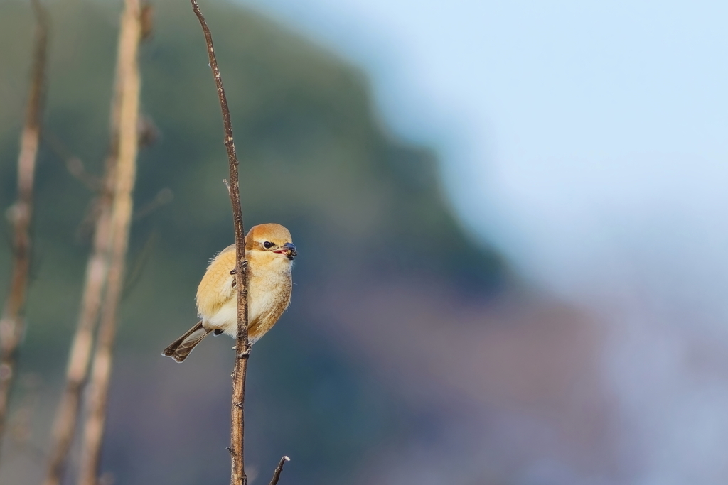 モズ   　IMG-250227-1