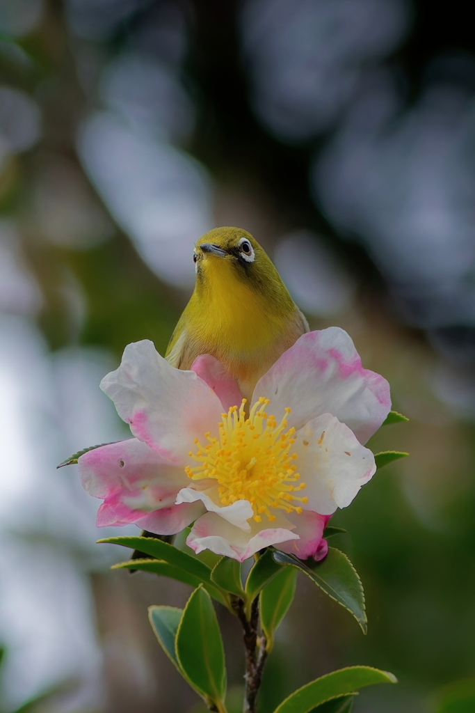 メジロ　　IMG-251224-1