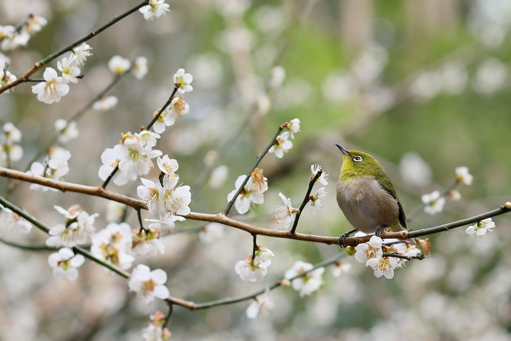 梅とメジロ　　IMG_05