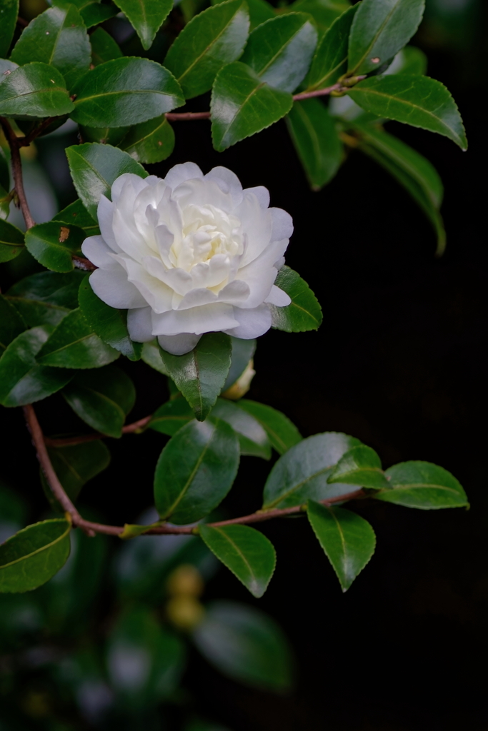 山茶花　IMG-260114