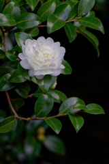 山茶花　IMG-260114