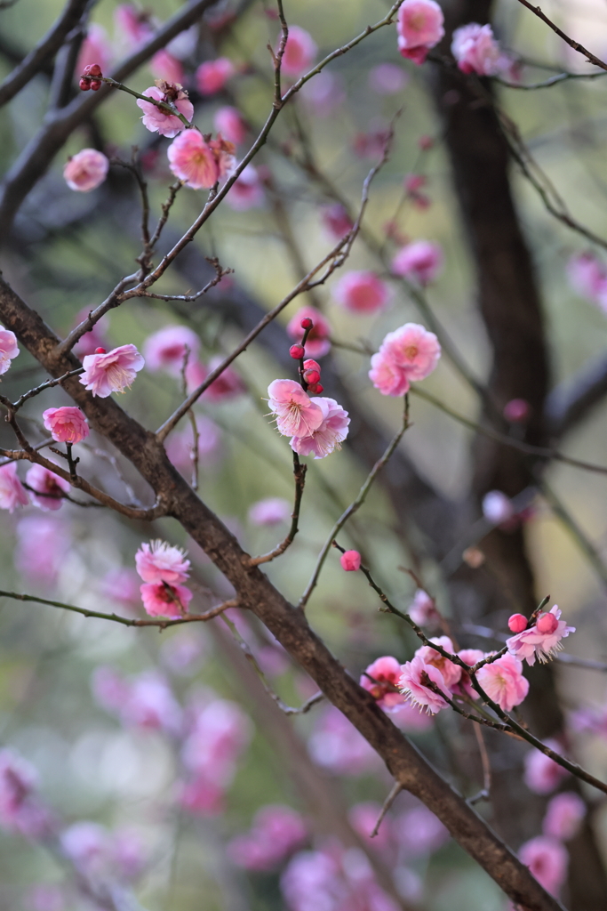 梅　　　IMG-0209