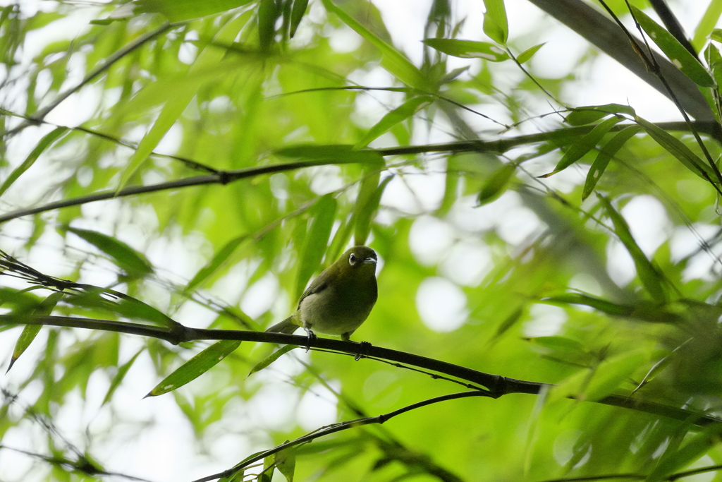 あっ！（メジロ）　IMG_1