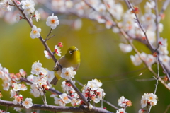 メジロ　　IMG-250215
