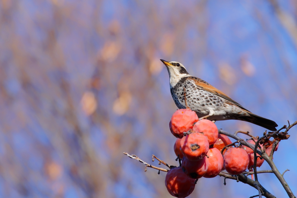 ツグミ　　IMG-260131