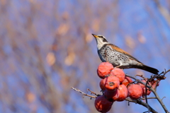 ツグミ　　IMG-260131