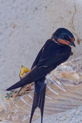 ツバメ　　IMG-250704
