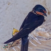 ツバメ　　IMG-250704