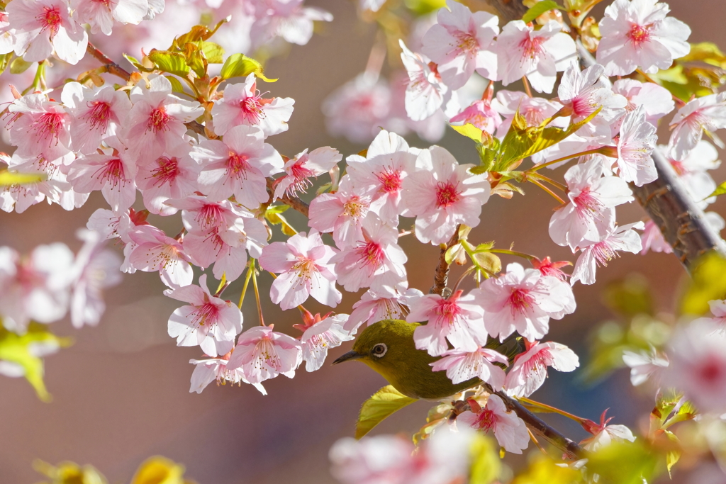 河津桜とメジロ　　IMG-240310