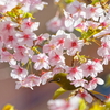 河津桜とメジロ　　IMG-240310