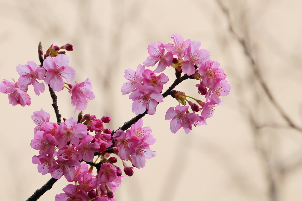 河津桜    　IMG-0121