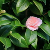 山茶花    　IMG-1211 