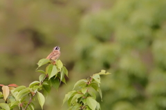 ホウジロ   　IMG-250622