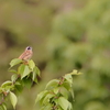 ホウジロ   　IMG-250622