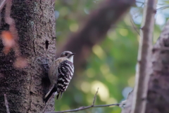 コゲラ  　IMG-260223