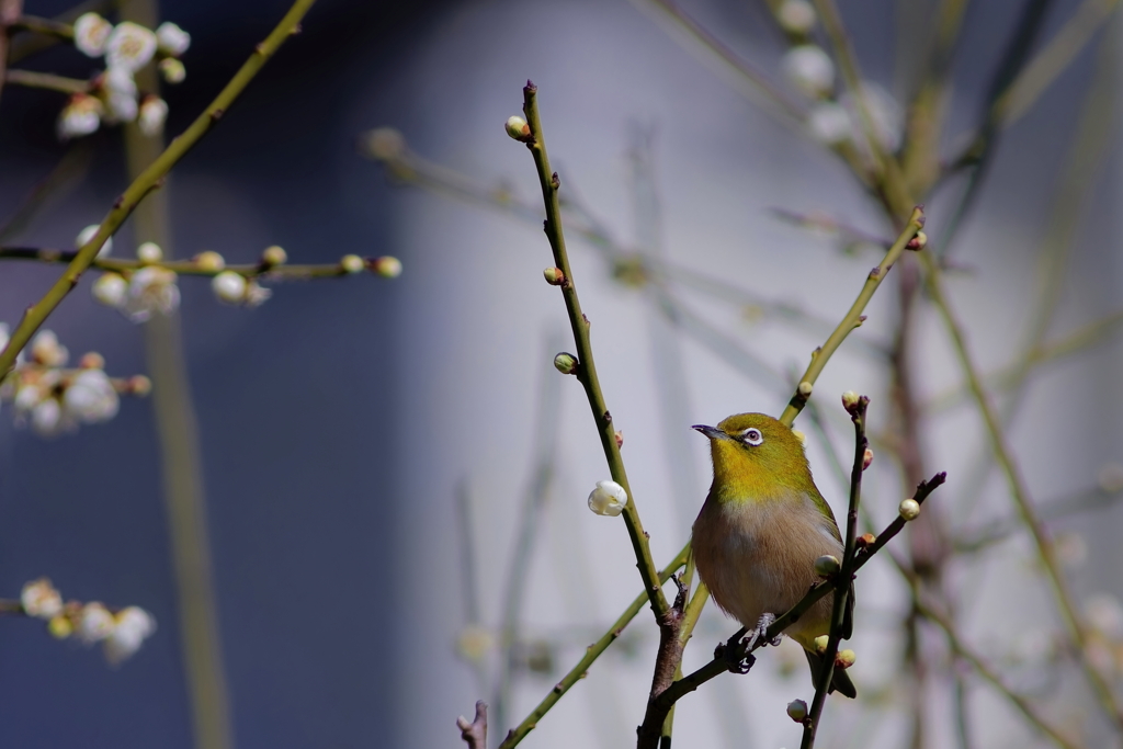 春の幻   　IMG-260206