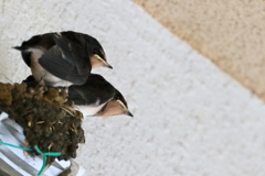 旅立ち（ツバメ）　IMG_2